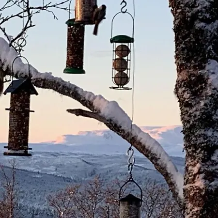 Venehovda - At 1000 Masl Al